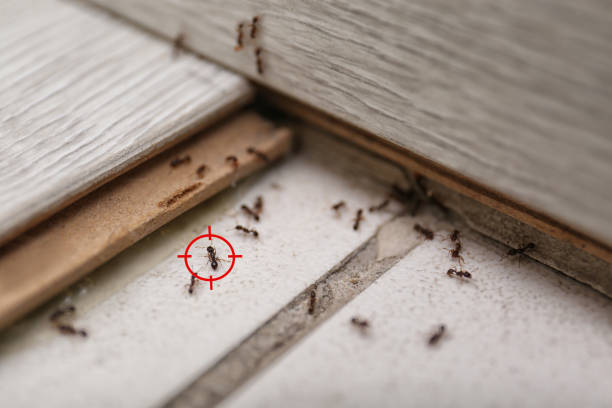 Best Wasp Removal Services  in Roanoke, IN