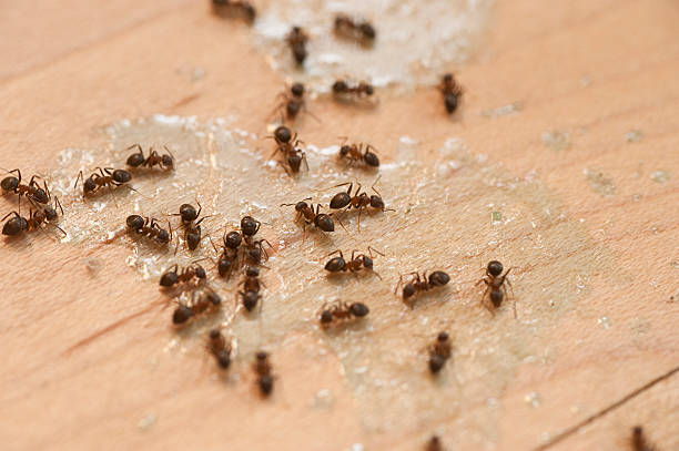 Best Mosquito Control Services  in Roanoke, IN