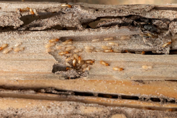 Best Cockroach Control Services  in Roanoke, IN